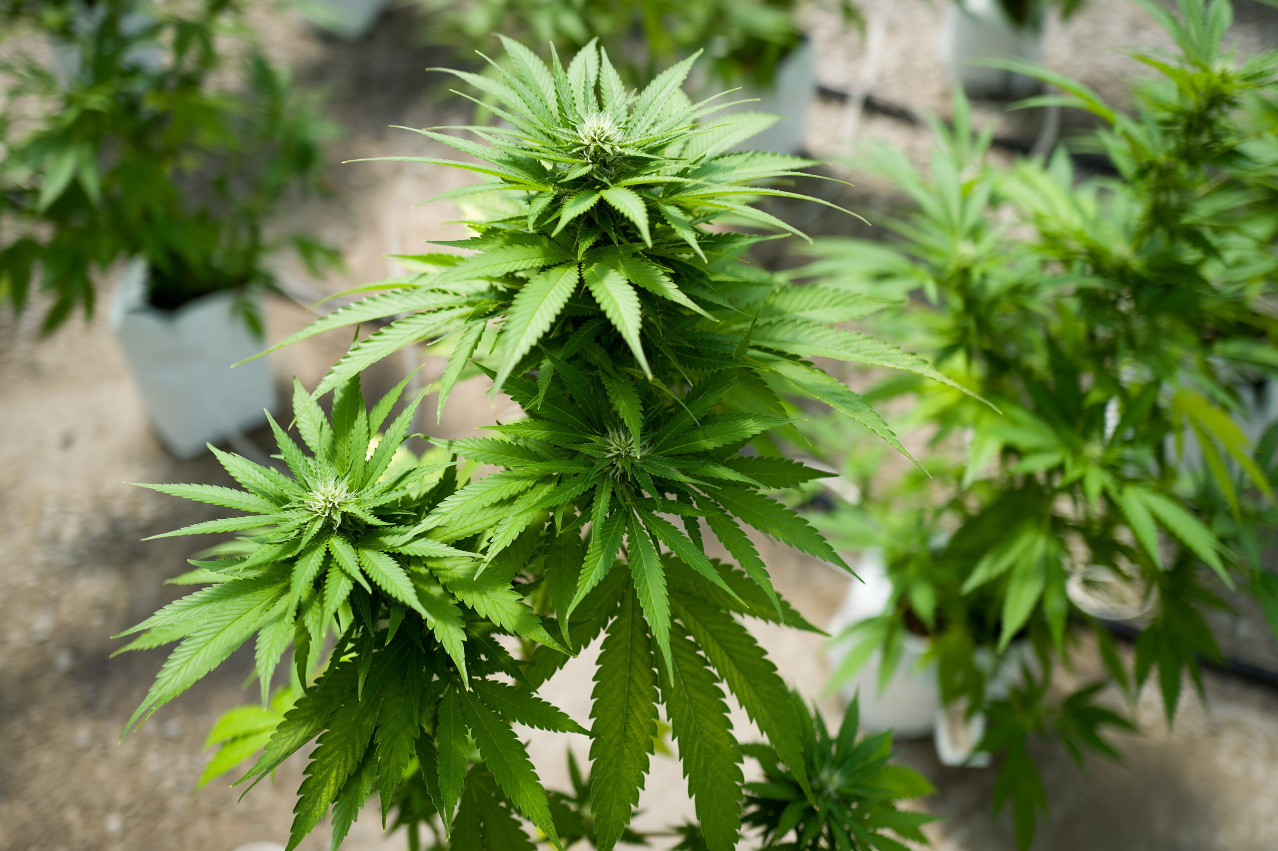Pure CBD Products Canada 